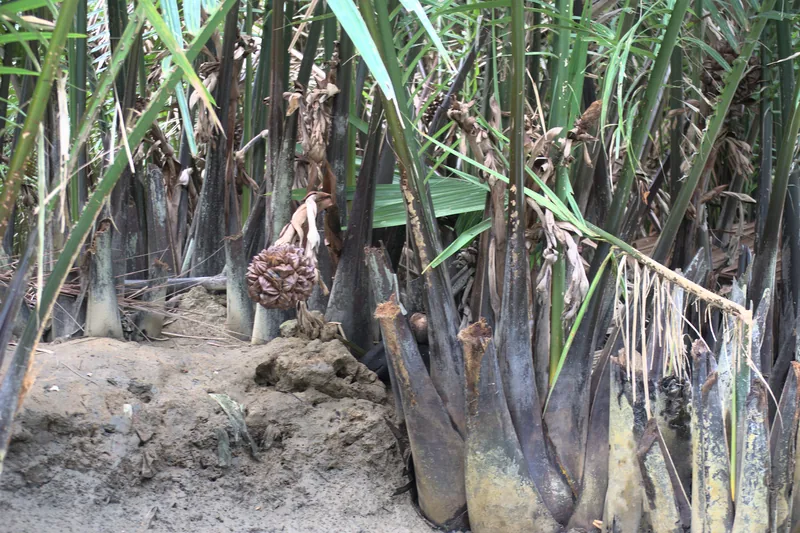 Nypa water-coconut palm fronds